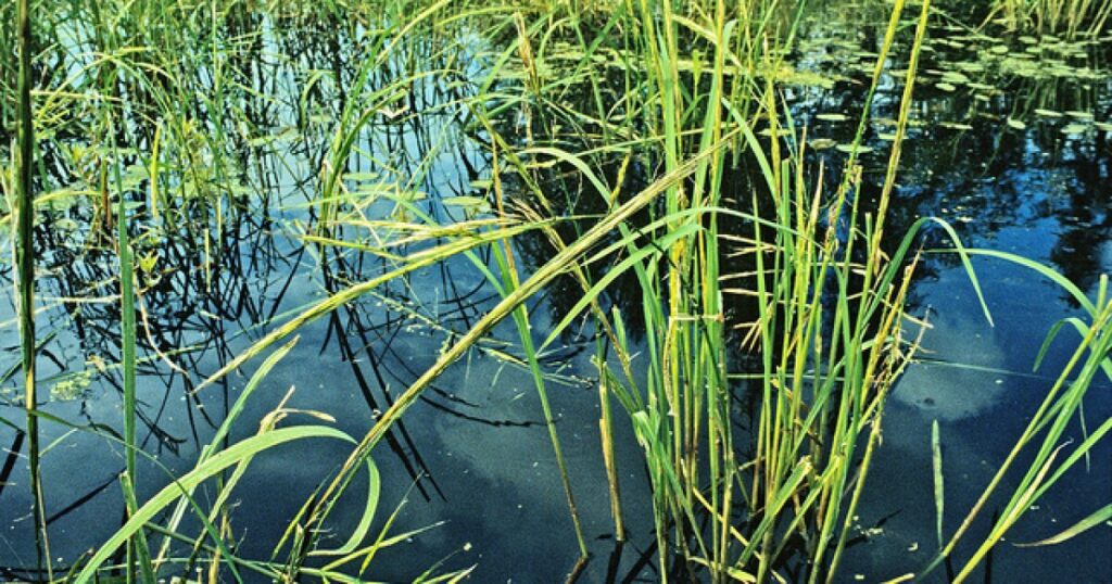 Culture, conservation thrive as Great Lakes Tribes bring back wild rice Urlhttp3a2f2fnpr Brightspot.s3.amazonaws.com2flegacy2fsites2fwxpr2ffiles2f2016062fwild Ri.jpeg