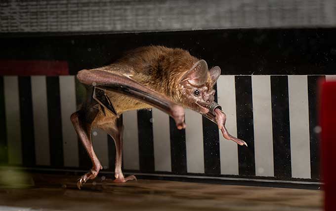 Putting vampire bats on treadmills reveals an unusual metabolism 110524 Sm Bat Metabolism Feat.jpg