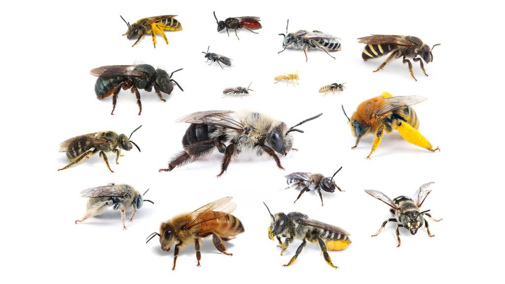 Bees flying near cars are dying by the millions, a roadkill study suggests 110724 Ah Bee Roadkill Feat.jpg