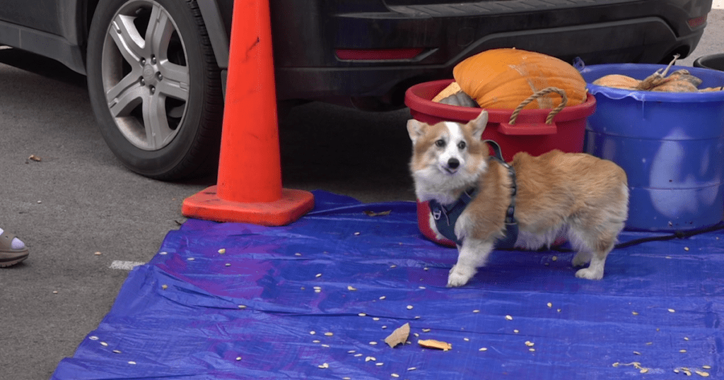 Students from Mines smash pumpkins to reclaim Halloween waste | Lifestyle 6727de3ddbf8a.image .png