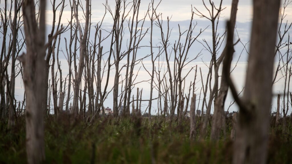 ‘Ghost forests’ studied in new research on climate change impacts 75946556007 Usatsi 13372084.jpg