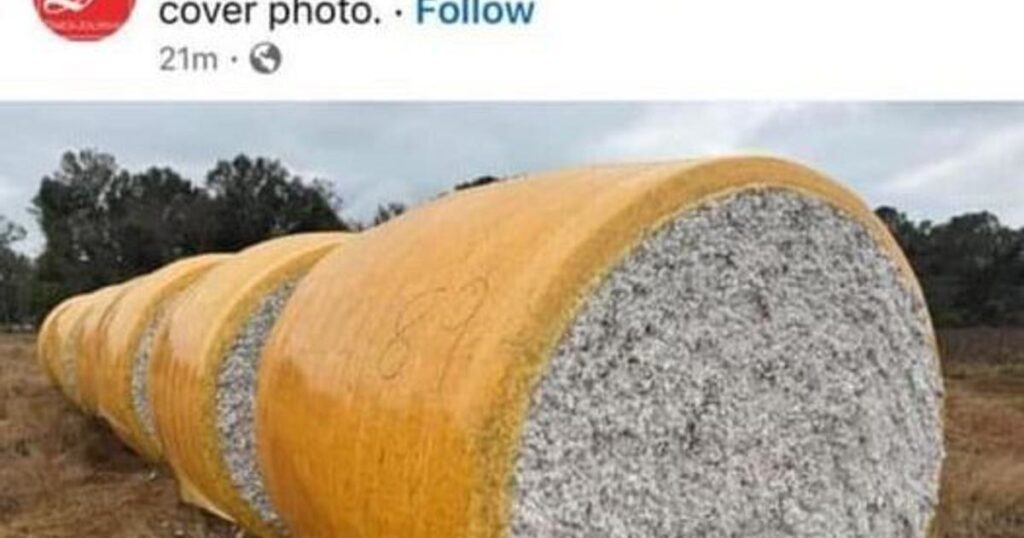 Selma Times-Journal in crosshairs over newspaper’s cotton bale picture on social media Selmatimesjournal 2024 11 07 181837 Hnhd.jpg