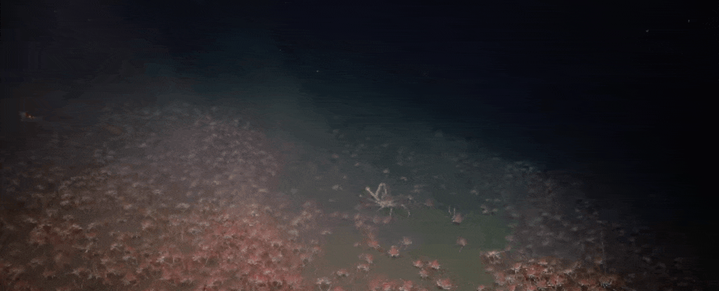 Stunning Footage Reveals Ocean Floor Absolutely Teeming With Spider Crabs : ScienceAlert Crab King.gif