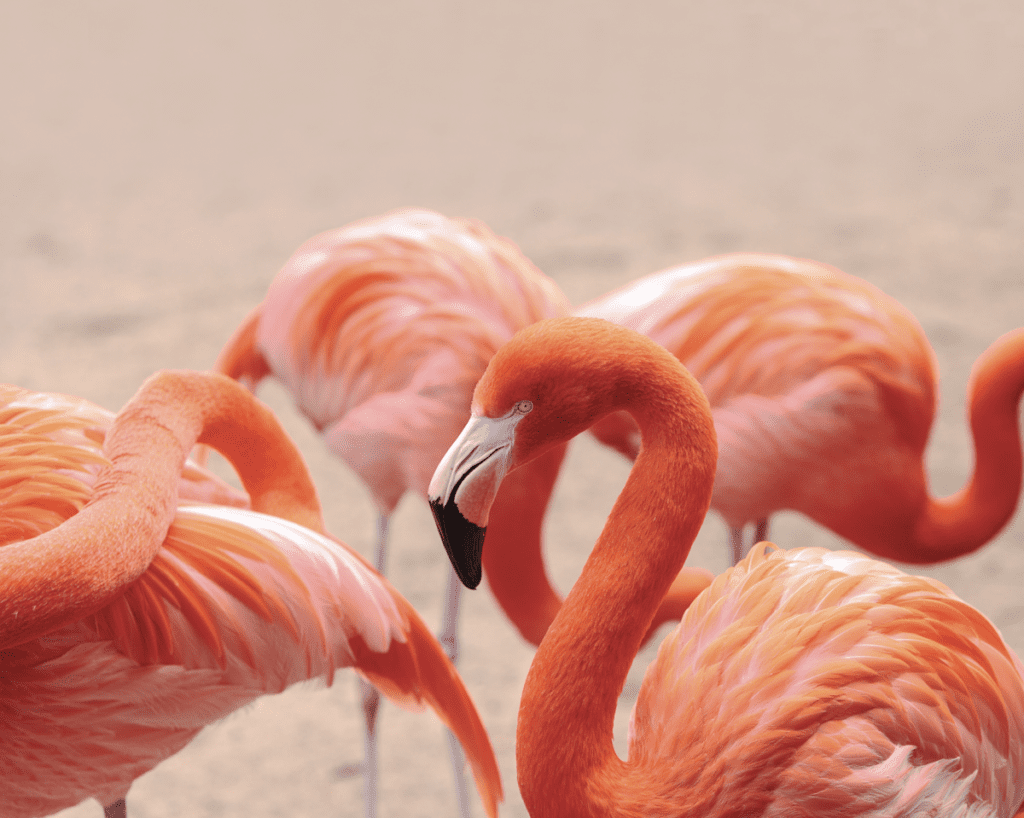 Experience the Authentic Bahamian Lifestyle this November Dc484a164d6b25da9151083bc3c45ab9.png