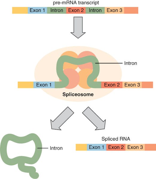 Science news in review: Nov. 5 E89041ae B3be 40b1 978c Dcd50cba07b8.sized 1000x1000.jpg