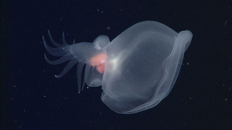 Underwater robot spots a glowing ‘mystery mollusk’ in the ocean’s midnight zone Mbari Mystery Mollusc D0598 02.jpg