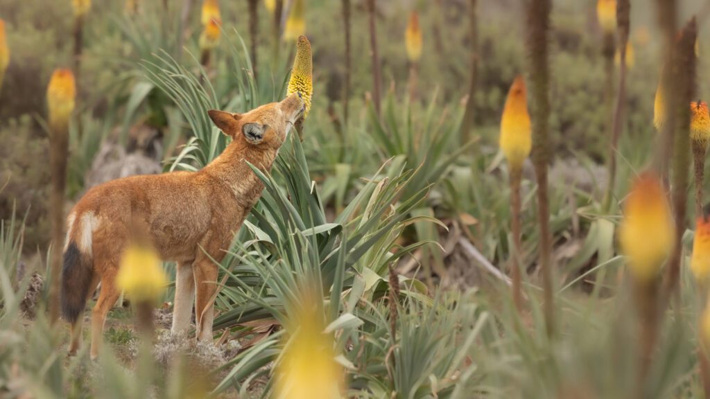 Ethiopian wolves are the first large carnivores found to slurp nectar 112624 Eg Nectar Wolves Feat.jpg