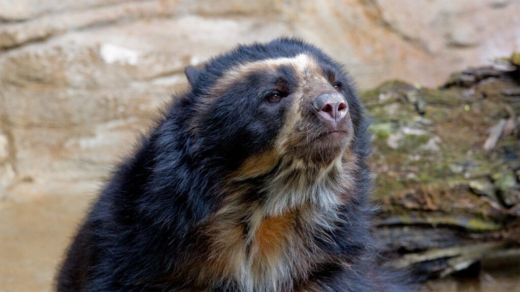 120324 Sh Andean Bears Feat.jpg