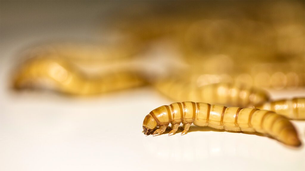 Here’s how long it would take 100 worms to eat the plastic in one face mask 120324 Sm Mealworm Feat.jpg