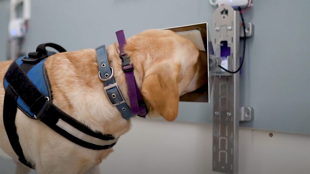 Dogs team up with AI to sniff out cancer 121924 Mr Ai Dog Cancer Detection Feat.jpg