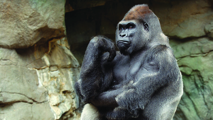 Gorilla with serious health issues at Boston zoo has died 1733544796 Kit On Rock 67512c5802828.jpg