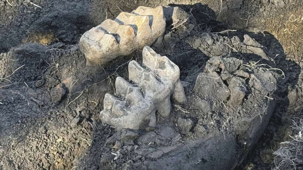 New York man finds mastodon jaw while gardening in his backyard 1734957760 Responsive Story Lg.jpeg
