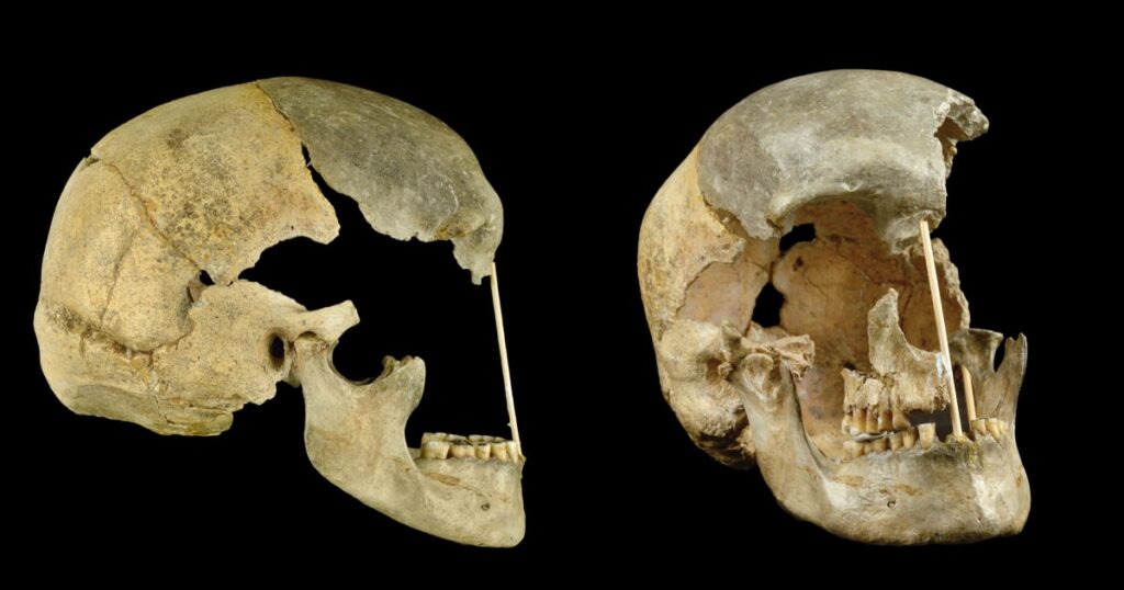A new timeline of when Neanderthals and ancient humans interbred 241212 Skull Ch 1155 6eb558.jpg