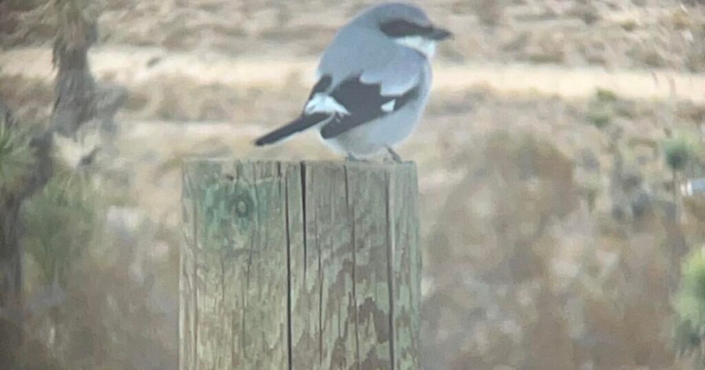 67609cc518061.image .jpg