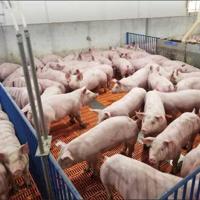 Cherokee TribuneASFWork at Kansas State University to detect the presence of African swine fever on equipment and surfaces where animal feed is transported….13 hours ago 676907018ff5c.image .jpg