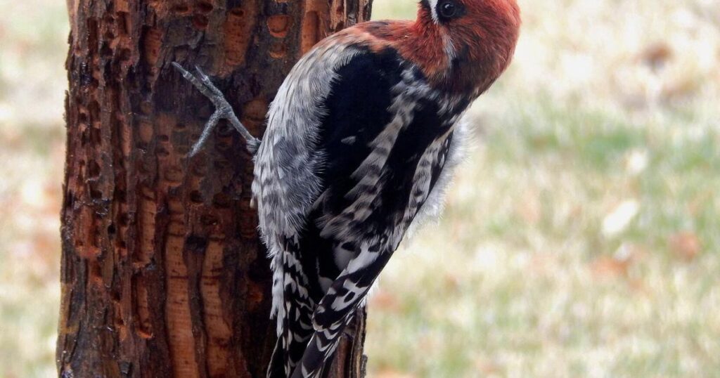 6769c2acec8e8.image .jpg