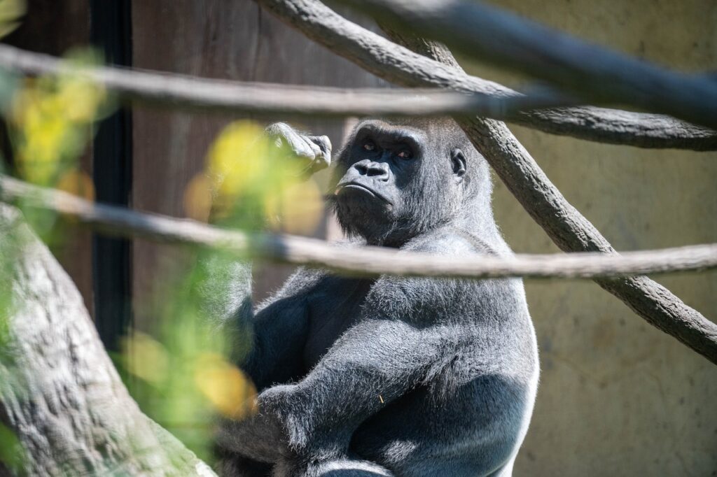 Kit, gorilla at Franklin Park Zoo in Boston, facing worsening health issues Qwackxl2njhdrdsx6736m2vbhy.jpg