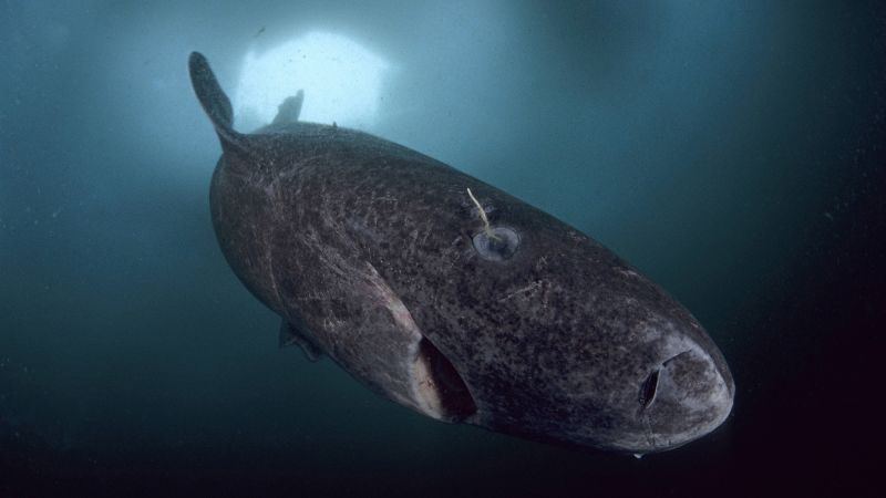 How the Greenland shark can live for centuries B8c6j6.jpg