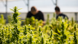 Workplace Safety and Health Hazards | Cannabis Cannabis Grow Thumbnail.png