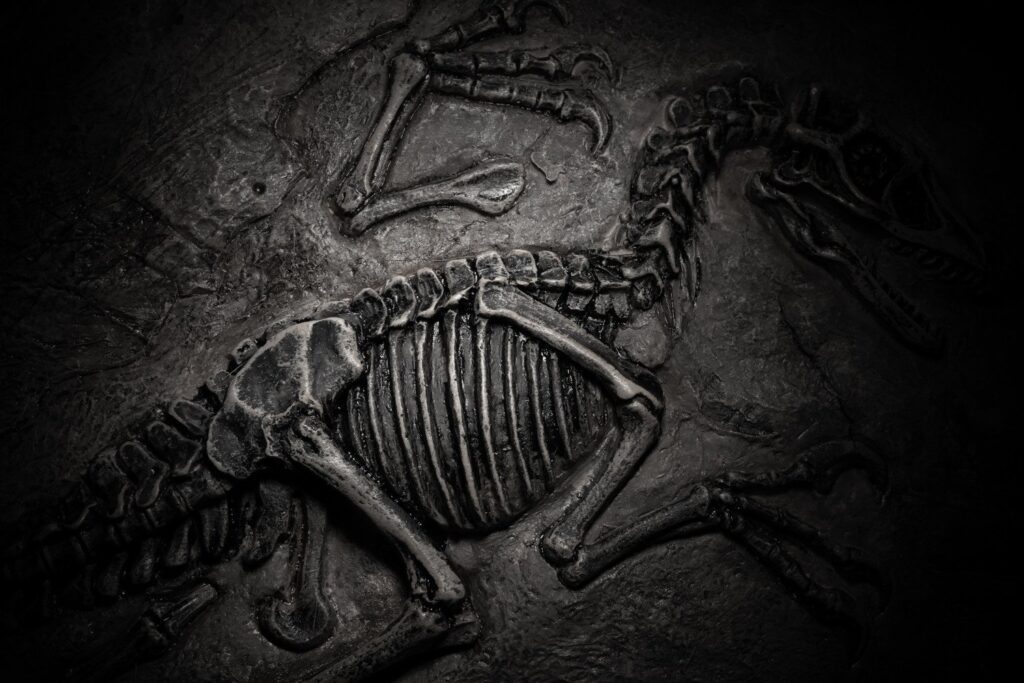 Dinosaur Fossil Extinction.jpg