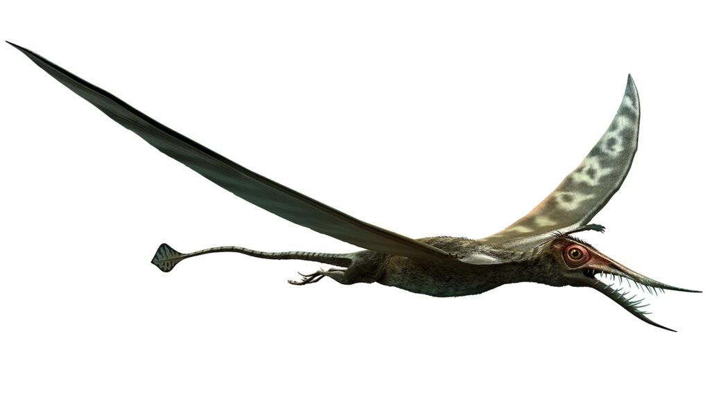 A mysteriously large pterosaur finally has an identity 011425 Jb Pterosaur Rethink Feat.jpg