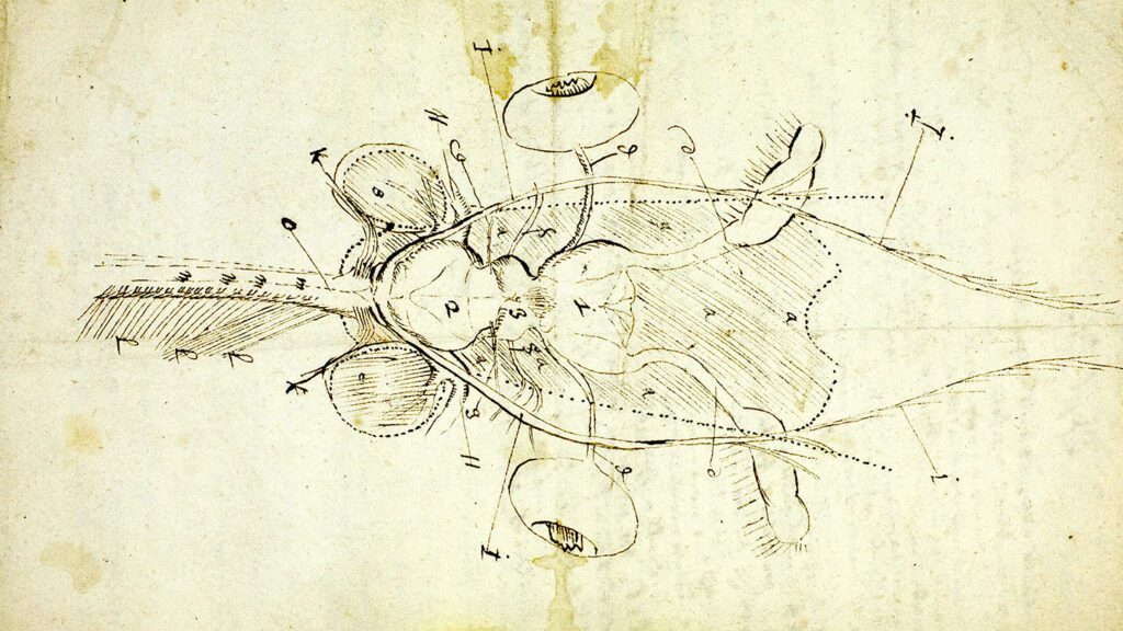 This drawing is the oldest known sketch of an insect brain 012825 Ts Bee Brain Feat.jpg