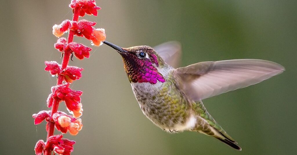 Hummingbirds Live an Extreme Lifestyle Thriving on All-Sugar Diet That Would Put Us in a Coma Annas Hummingbird Wikimedia Commons Cc License Becky Matsubara 1.jpg