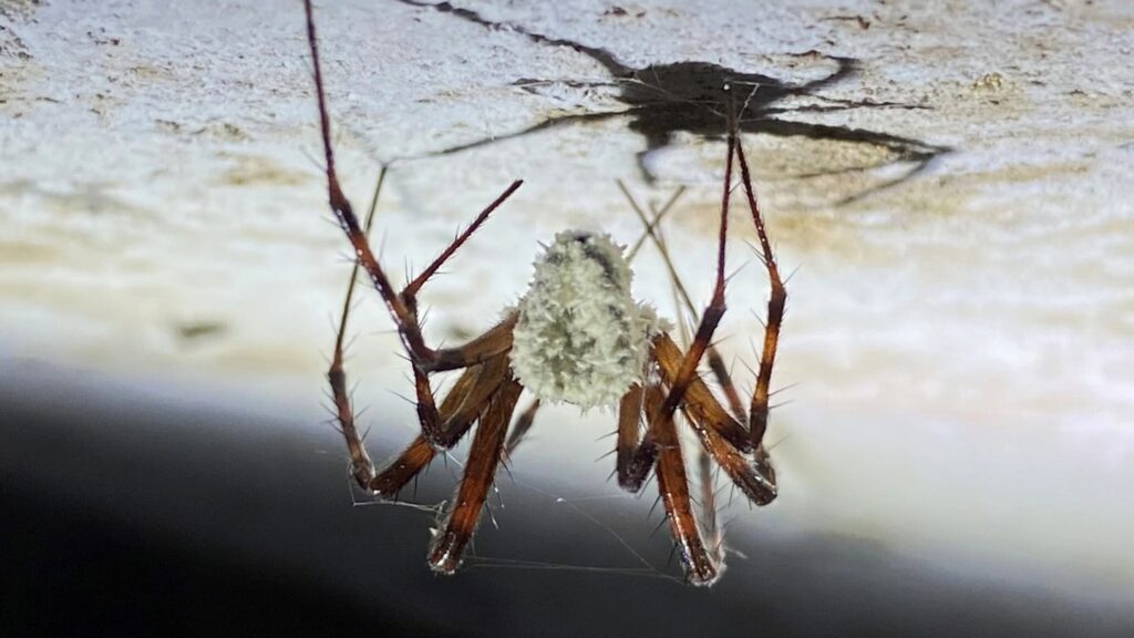 Science NewsA fungus named after Sir David Attenborough zombifies cave spidersThe new fungus species Gibellula attenboroughii forces reclusive cave spiders to exposed areas, likely to benefit spore dispersal..3 hours ago 020425 Mp Spider Fungus Feat.jpg