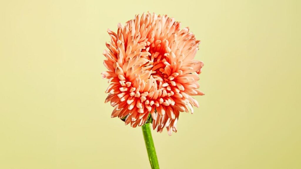 Scientists Say These Factors Are What Really Age You. And It’s Probably Not What You Think. 527ad78e2aab13362e759126728b1b75.jpeg