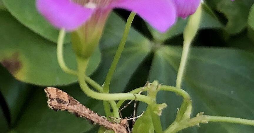 Natural Sightings: Moth? That doesn’t look like a moth | Lifestyle 67aa61f7bdbe6.image .jpg