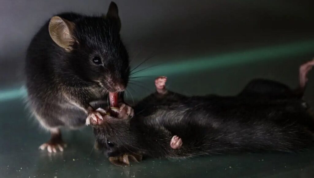Mice Discovered Giving ‘First Aid’ to Unconscious Mates in Surprising Display of Empathy A Mouse Tends To An Unconscious Peer By Pulling Its Tongue Credit Wenjian Sun Et Al. 2025 E174040543.jpeg