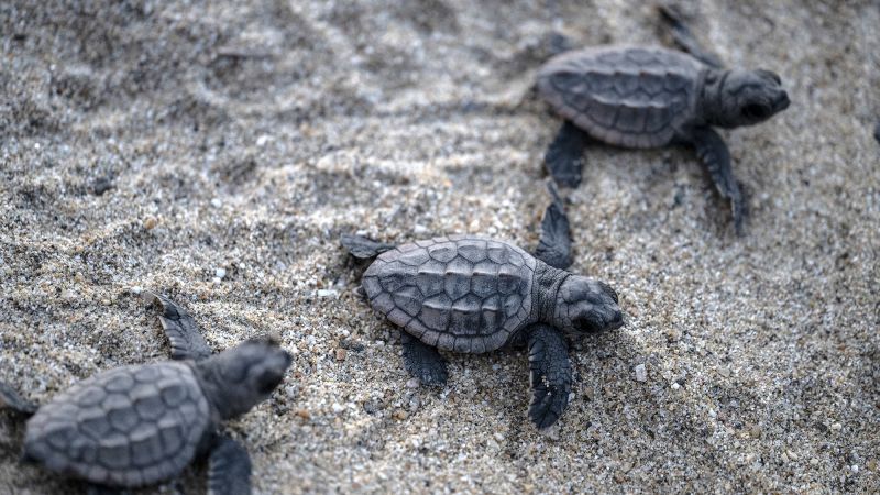 Earth’s magnetic field triggers a superpower in sea turtles that makes them ‘dance’ Gettyimages 1242249631.jpg