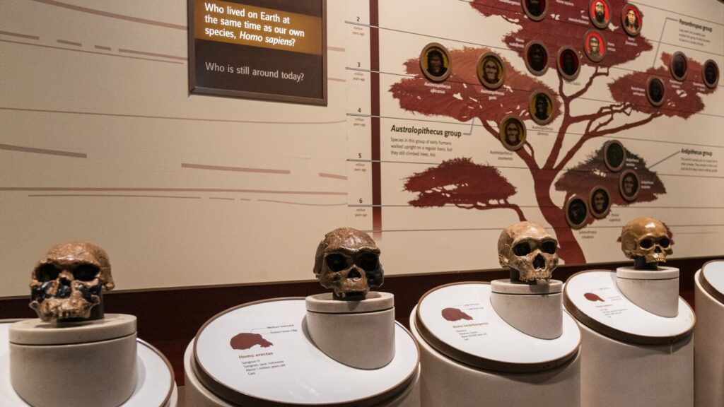 Researchers link a gene to the emergence of spoken language Urlhttps3a2f2fassets.apnews.com2f952fff2fcf503d675d0d6ba8e0fd46486bcc2f58f2ff5551d44a028924.jpeg