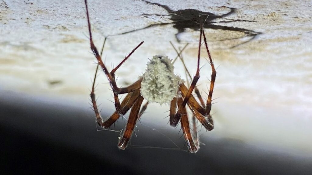 ‘Zombie’ spiders infected by never-before-seen fungus discovered on grounds of destroyed Irish castle Wiykdhyv7b92cuqew7j4nl 1200 80.jpg