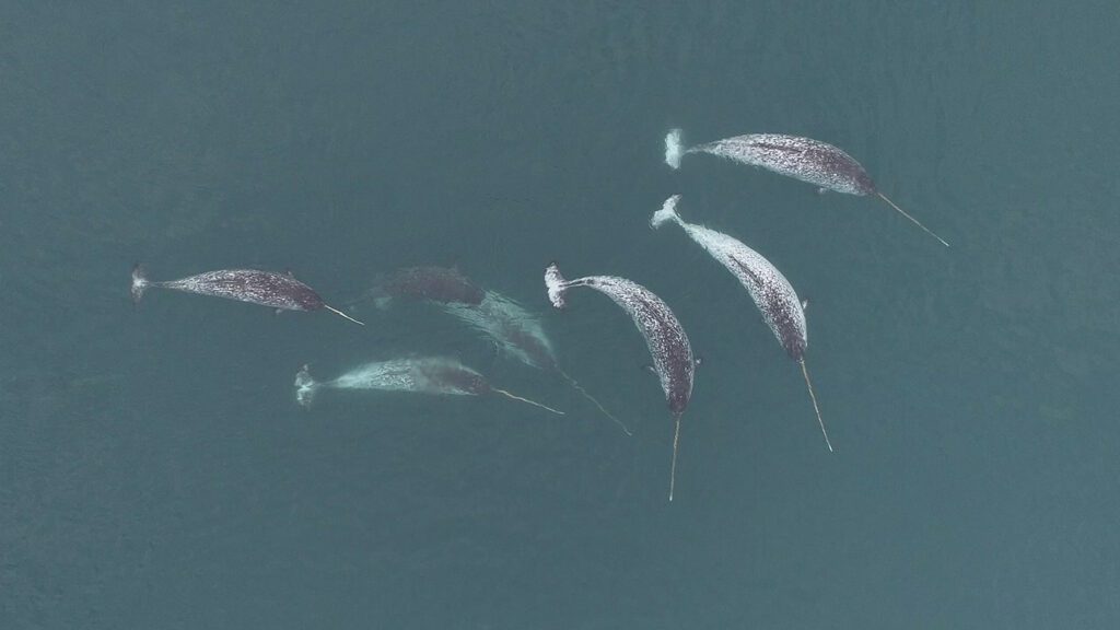 Science NewsNarwhals may use their iconic tusks to playNarwhals wield their iconic tusks in surprising ways — possibly even to play with newfound toys. Aerial videos showed the Arctic whales….2 days ago 030625 mp narwhals playing feat.jpg
