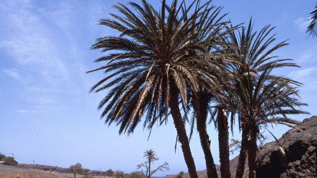 A nearly century-old dead date palm tree helped solve an ancestry mystery 031825 sm date palm mystery feat.jpg