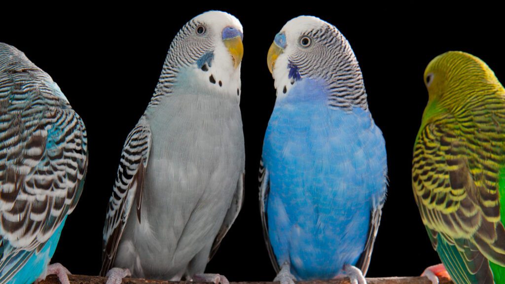 Parrots and humans share a brain mechanism for speech 031925 ls parrot brain feat.jpg