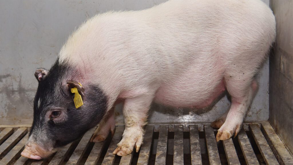 Science NewsSurgeons transplanted a pig’s liver into a humanA genetically modified mini pig's liver was able to function in the body of a brain-dead patient throughout a 10-day experiment..11 hours ago 032625 mr pig liver feat.jpg