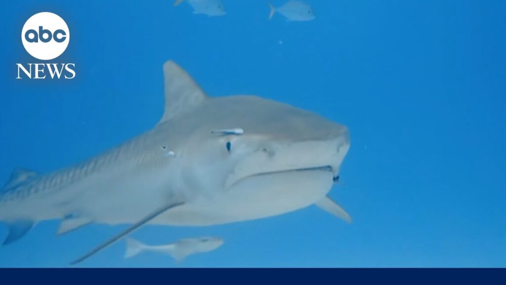 1743401368 maxresdefault.jpg