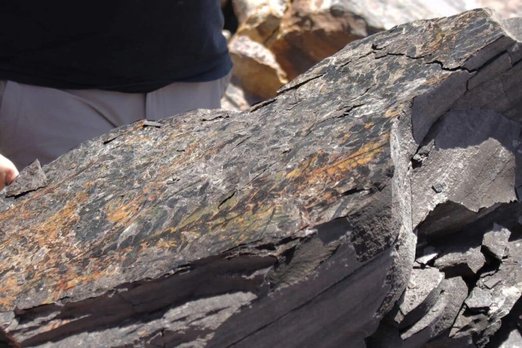 What Ancient Fossils Reveal About the Apocalypse That Nearly Erased Life on Earth! What ancient fossils reveal about the apocalypse that nearly erased life on earth.jpg