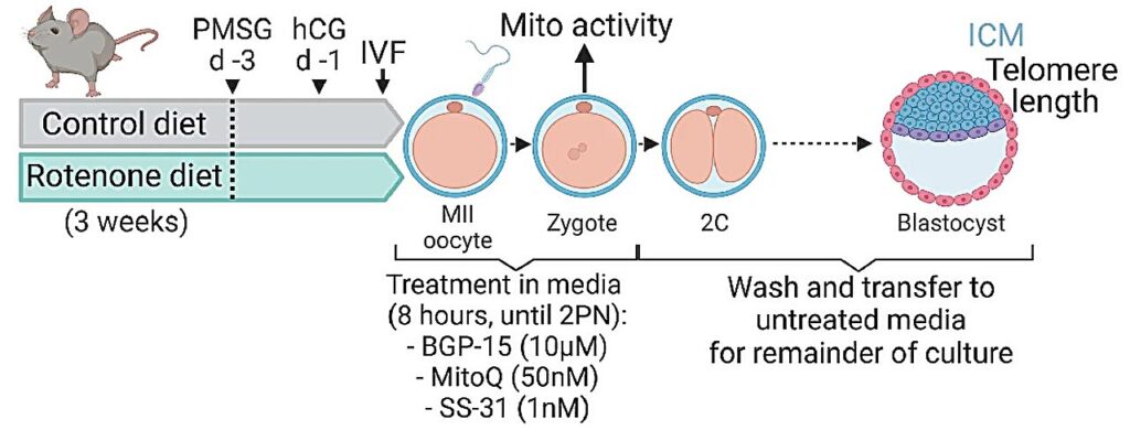 Embryo development hol 1.jpg