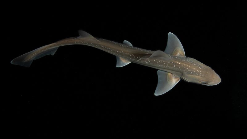 Listen to the first recorded evidence of a rig shark producing sound Rig 2.jpg