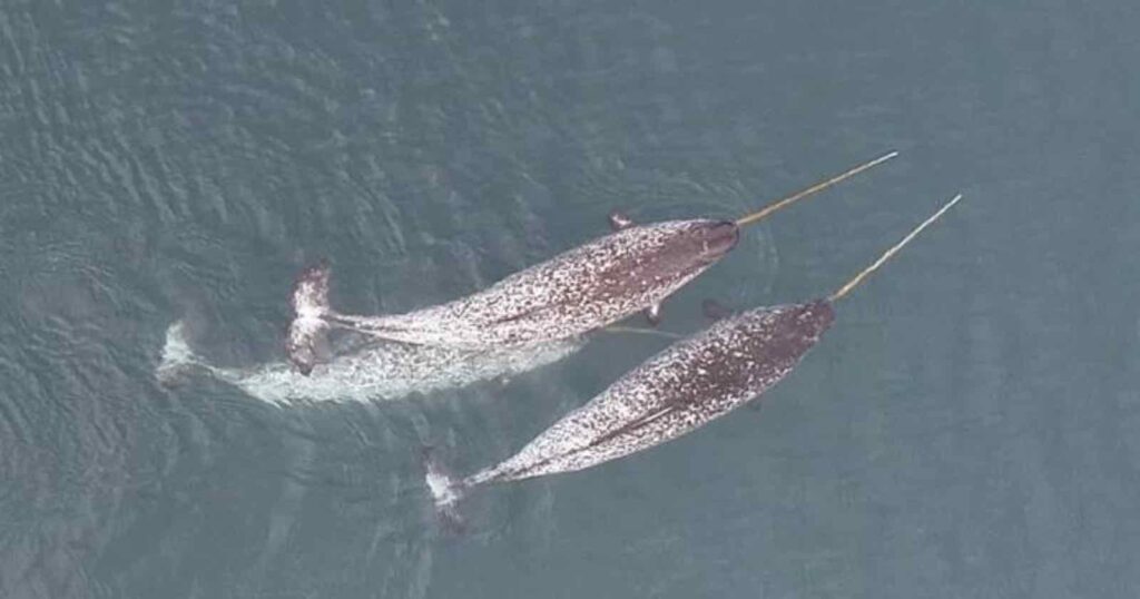 Extraordinary Drone Footage Reveals What Narwals Use Tusks for Tusk Drone Footage.jpg