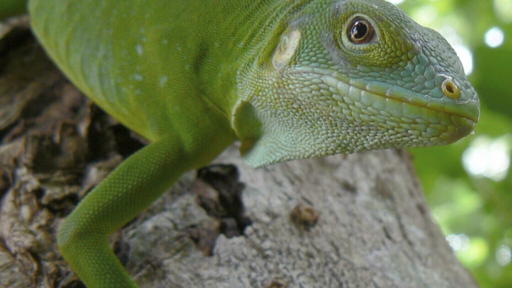 Iguanas likely crossed the Pacific millions of years ago on a record-setting rafting trip Urlhttps3a2f2fassets.apnews.com2f502f892fde8d439e98937a28d480f204c3b42ffdc5ec2c4f6e4391aba4.jpeg