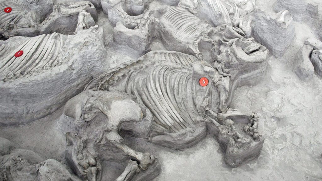 041725 jb ancient rhinos feat.jpg