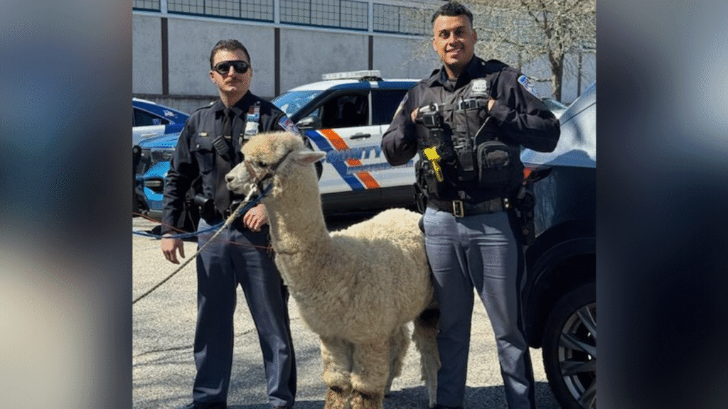 New York cops capture alpaca that ‘was on the lam’ after escaping a trailer Alpacany.png