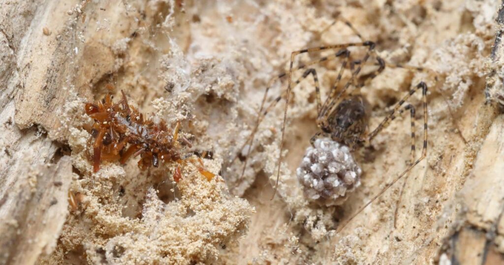 “Bone collector” caterpillar disguises itself in the remains of its prey, scientists say Ap25114590251024.jpg