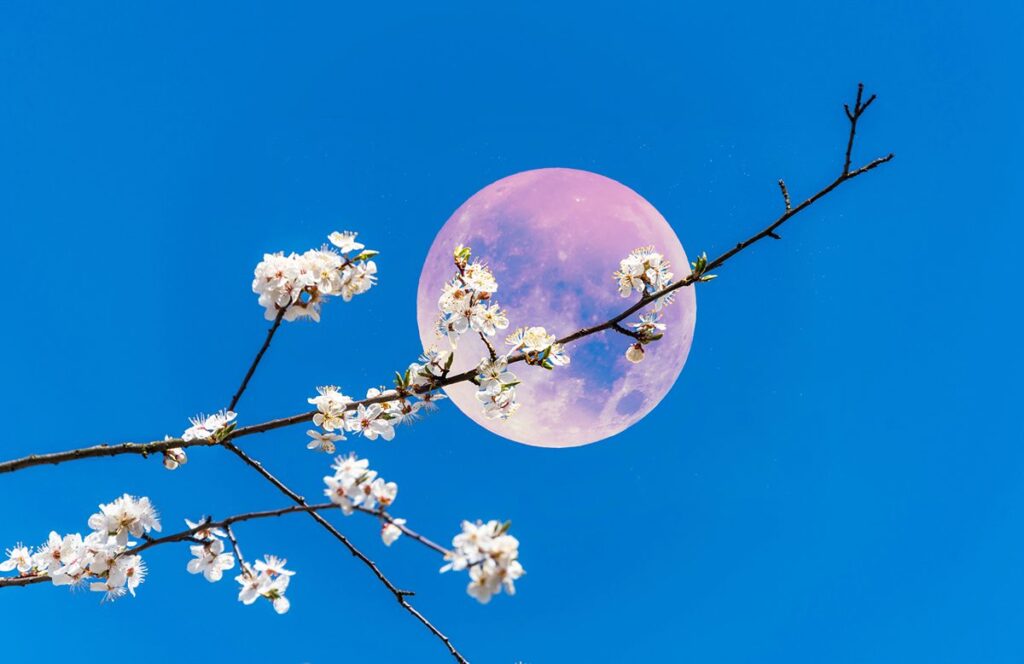 Pink moon.jpg