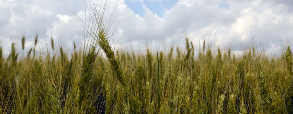 Wheat field ukraine.jpg