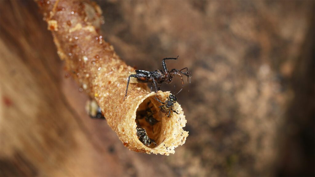 050925 sp assassin bug feat.jpg